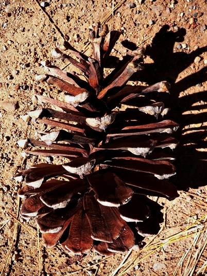 {Pinus palustris}